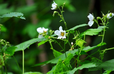 Wetland Vegetation